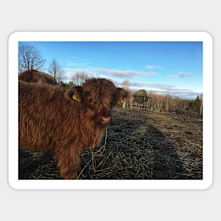 Scottish Highland Cattle Calf 1840 Sticker